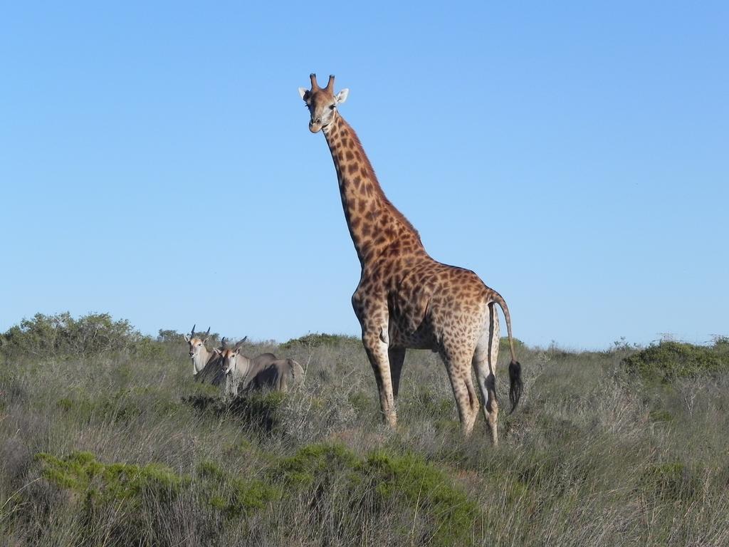 Thali Thali Game Lodge Langebaan Kültér fotó