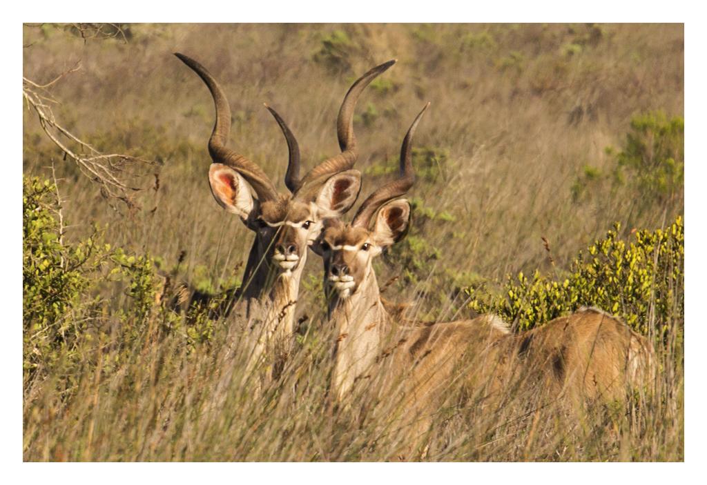 Thali Thali Game Lodge Langebaan Kültér fotó